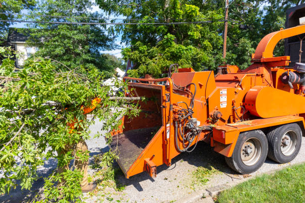 Best Tree Removal Cost  in Durham, NC